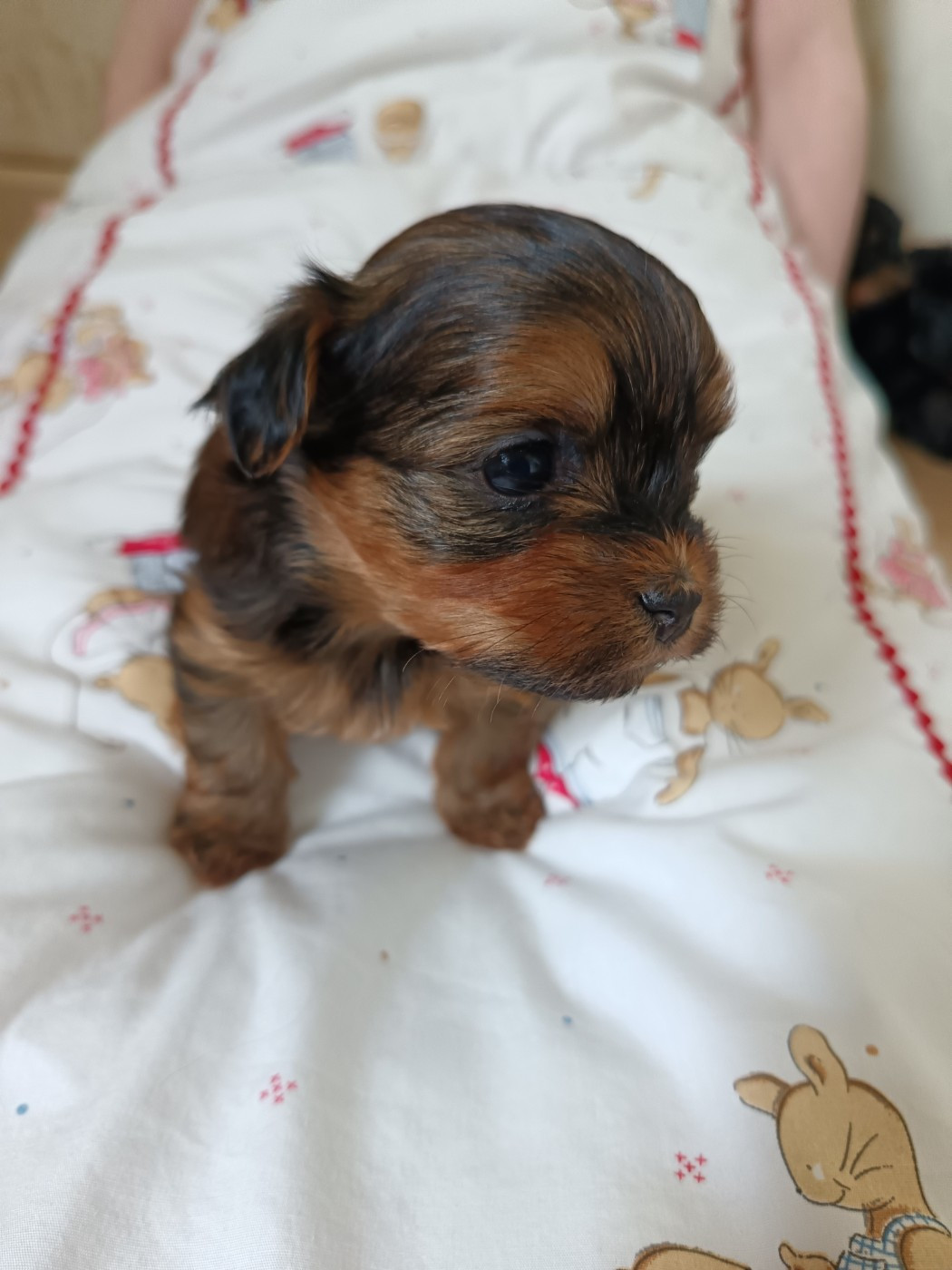 Du Royaume De Faidel - Chiots disponibles - Bichon Havanais