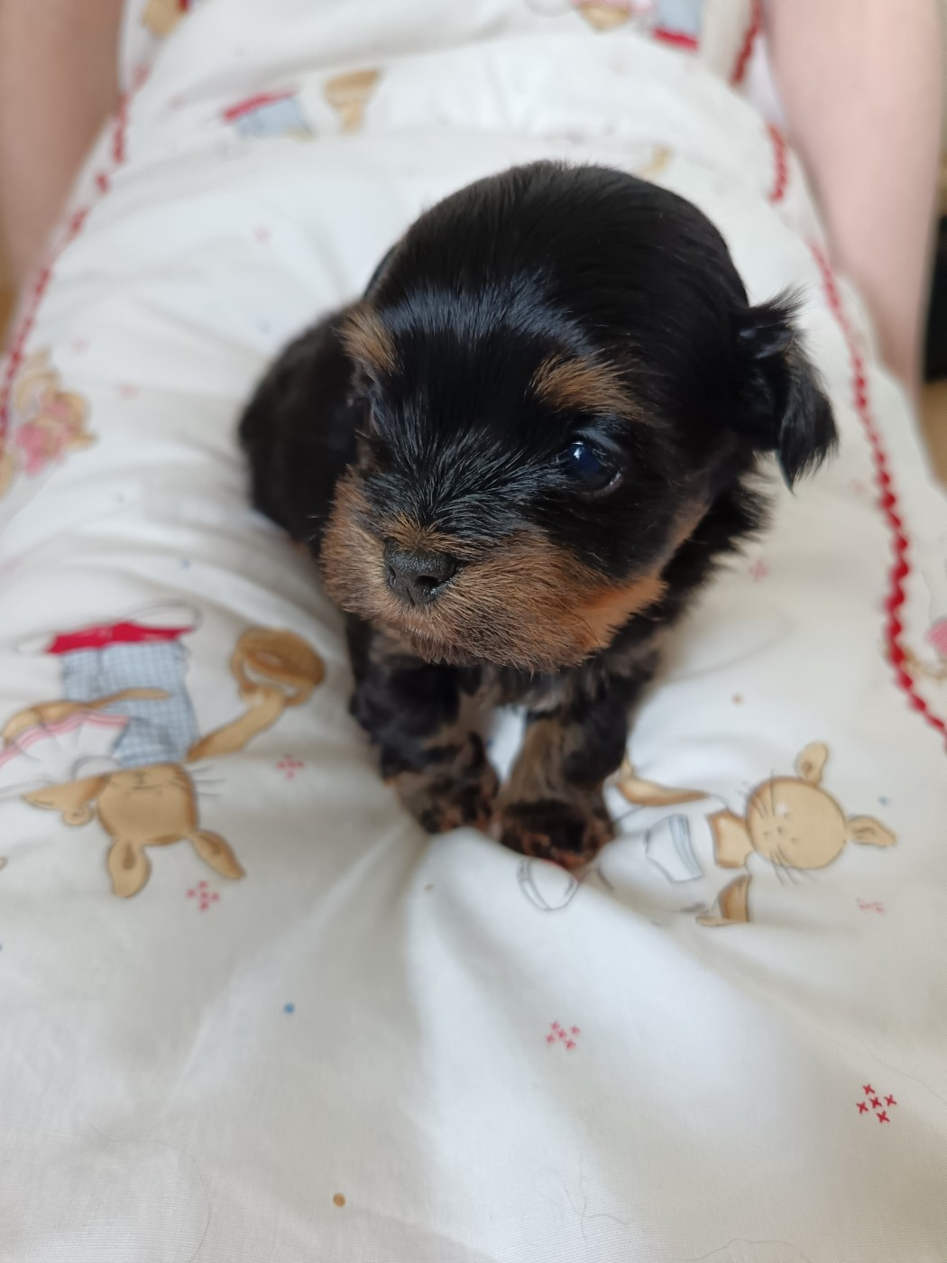 Du Royaume De Faidel - Chiots disponibles - Bichon Havanais