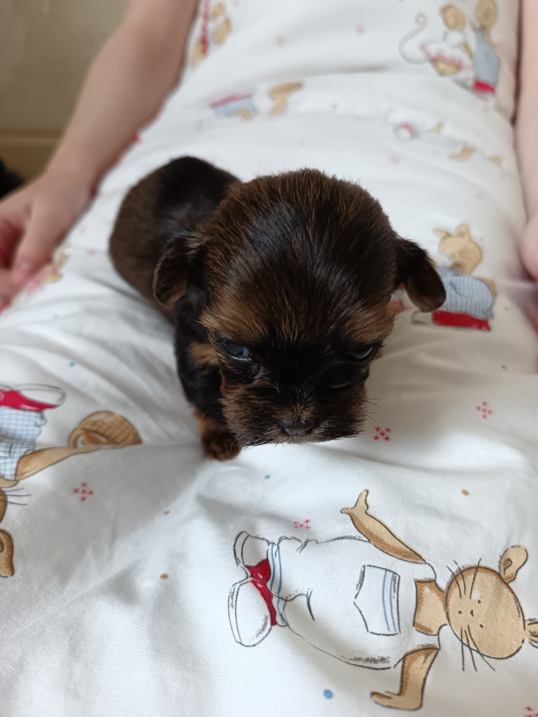 Du Royaume De Faidel - Chiots disponibles - Bichon Havanais