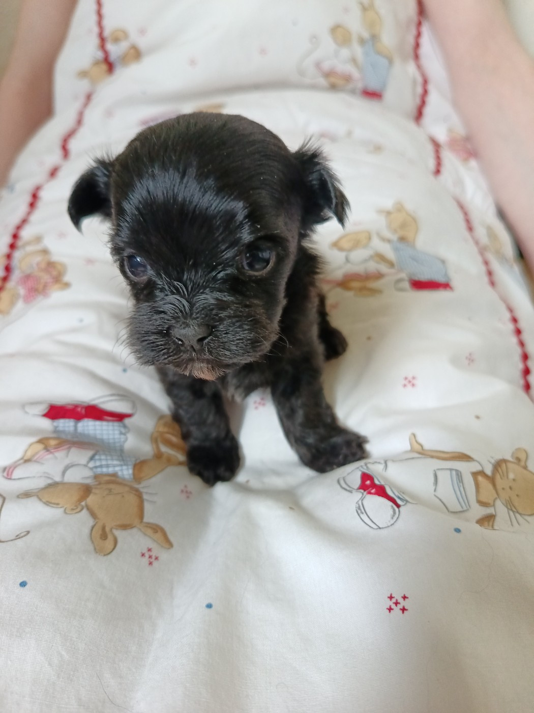 Du Royaume De Faidel - Chiots disponibles - Bichon Havanais