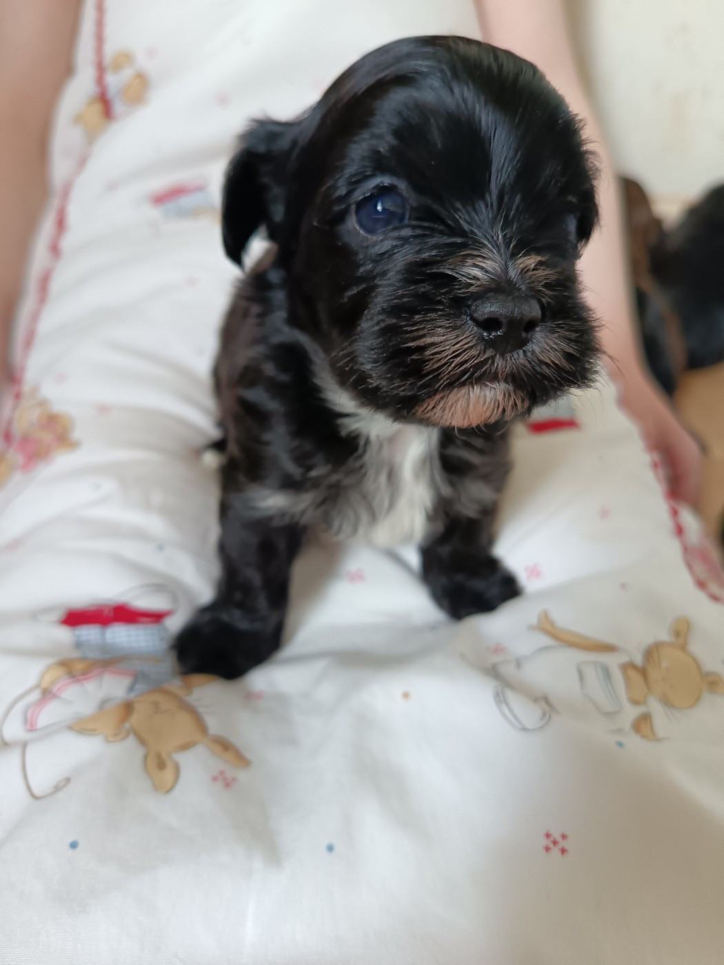 Du Royaume De Faidel - Chiots disponibles - Bichon Havanais