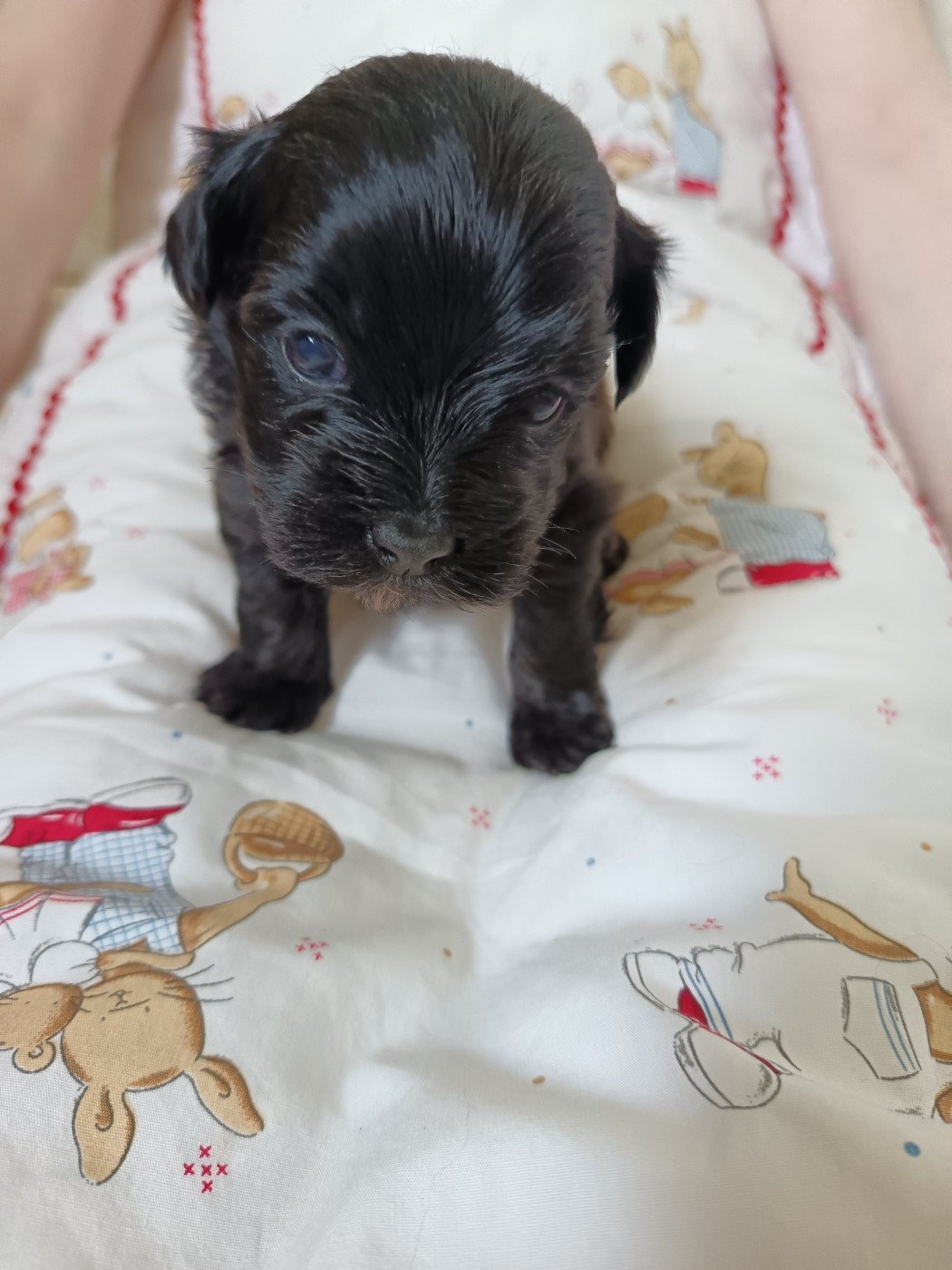 Du Royaume De Faidel - Chiots disponibles - Bichon Havanais