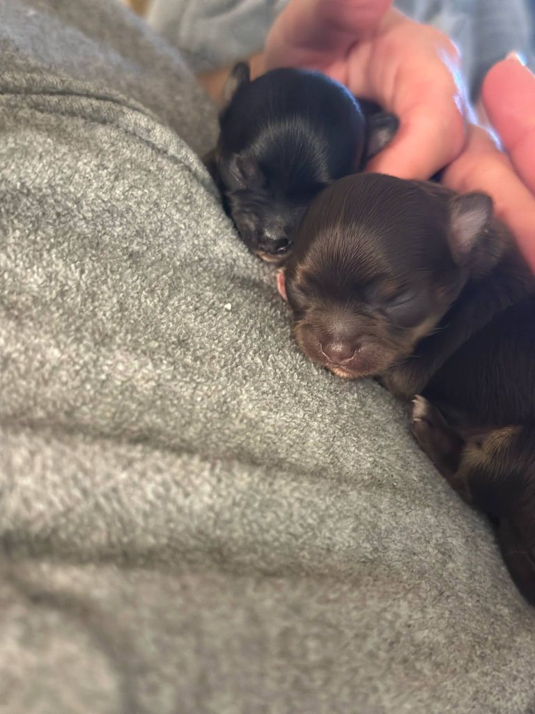 Puppy Chihuahua Du Royaume De Faidel