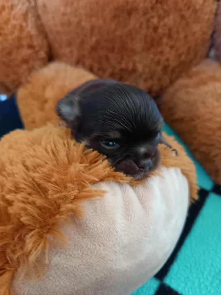 Du Royaume De Faidel - Chiots disponibles - Chihuahua